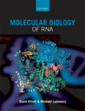 Molecular biology of RNA