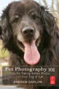 Pet photography 101: tips for taking better photos of your dog or cat