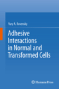 Adhesive interactions in normal and transformed cells